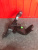 http___export_content_baz_on_ru_pub_c4101_productphoto_0000_03_0000_03_641__http___export_content_baz_on_ru_pub_c4101_productphoto_0000_03_0000_03_5.j